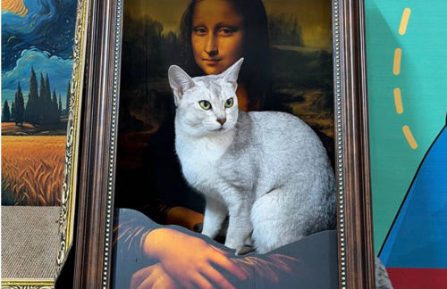 Выставка кошек "Мурфест" от 9,50р